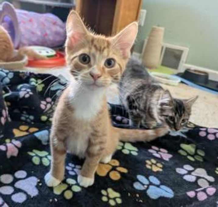 Photo of Thunder avo