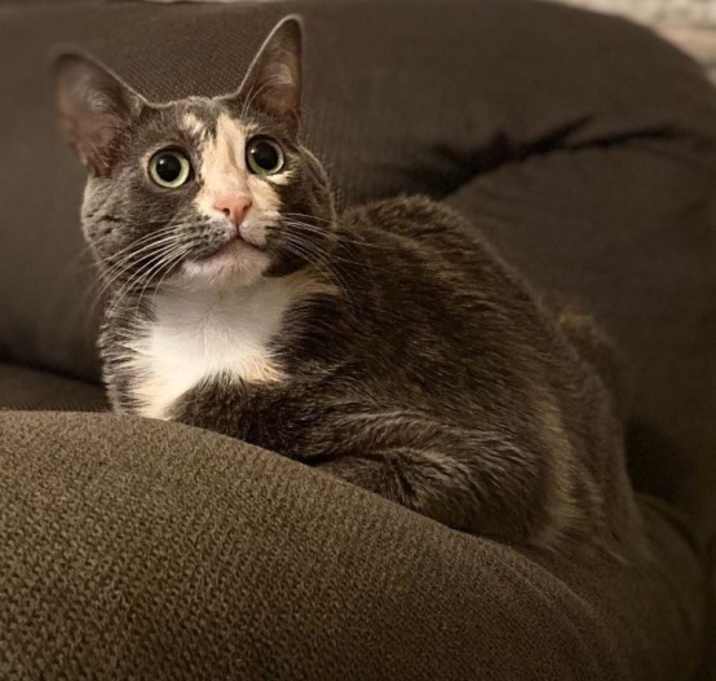 Photo of Sybil