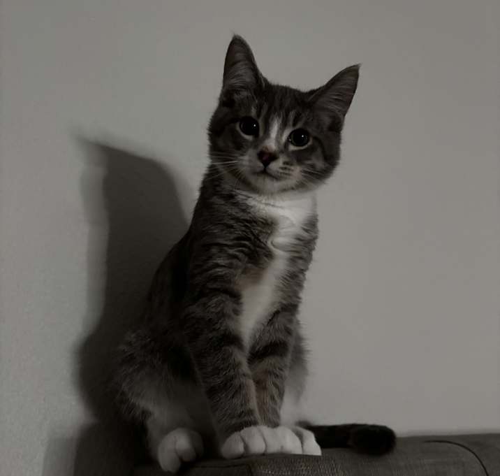 Photo of Simon
