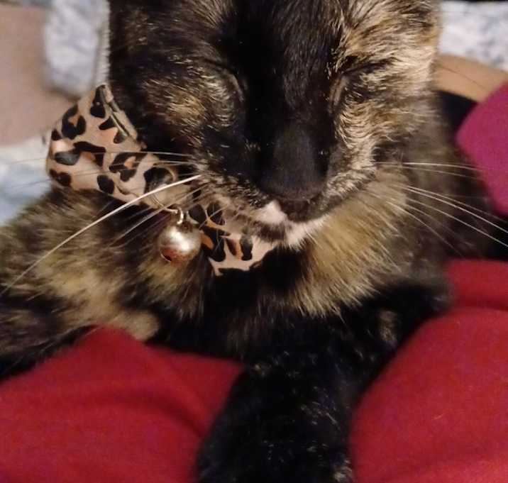 Photo of Lilbit