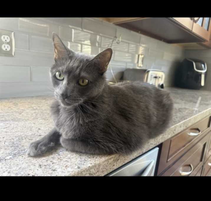 Photo of Leo and Zira