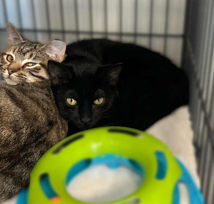 Photo of Petsmart Employee