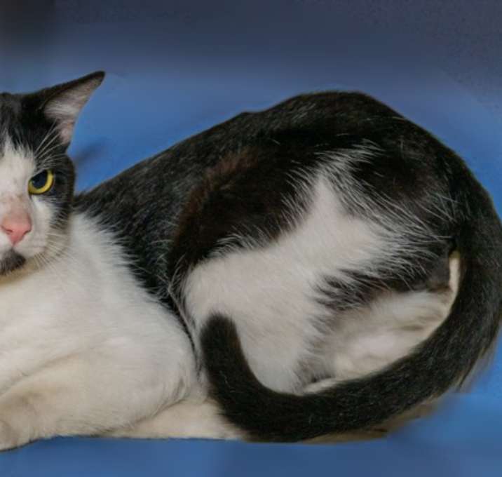 Photo of *CORNBREAD*