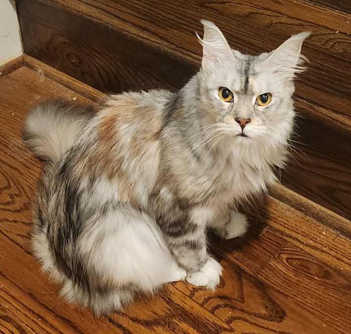 Photo of Chewy
