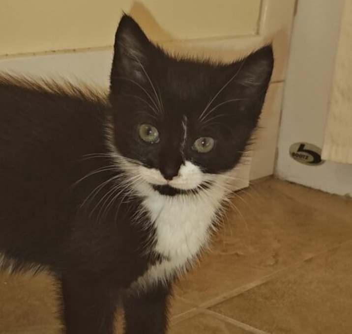 Photo of Black Forest Gato