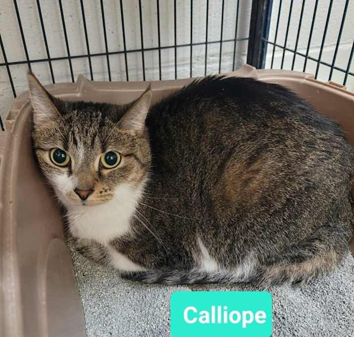 Photo of Calliope