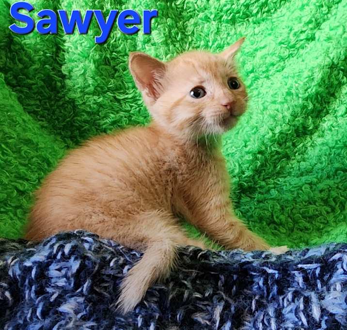 Photo of Sawyer