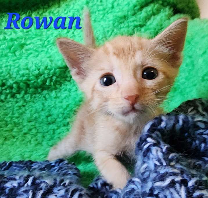 Photo of Rowan