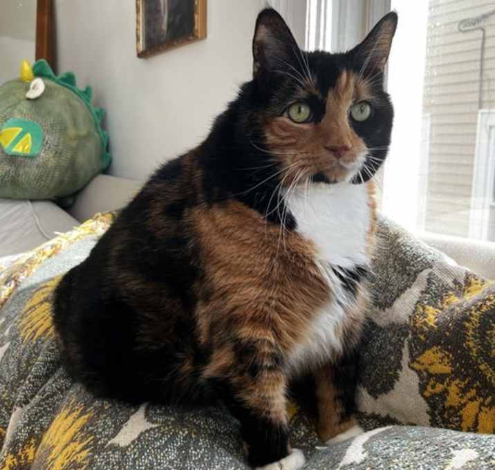 Photo of Diva C OS Jackson