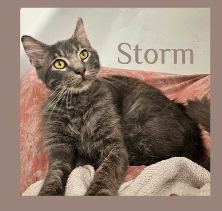 Photo of STORM