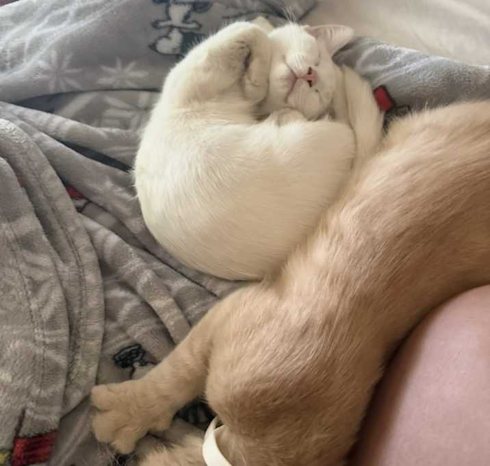 Photo of Boots and feisty