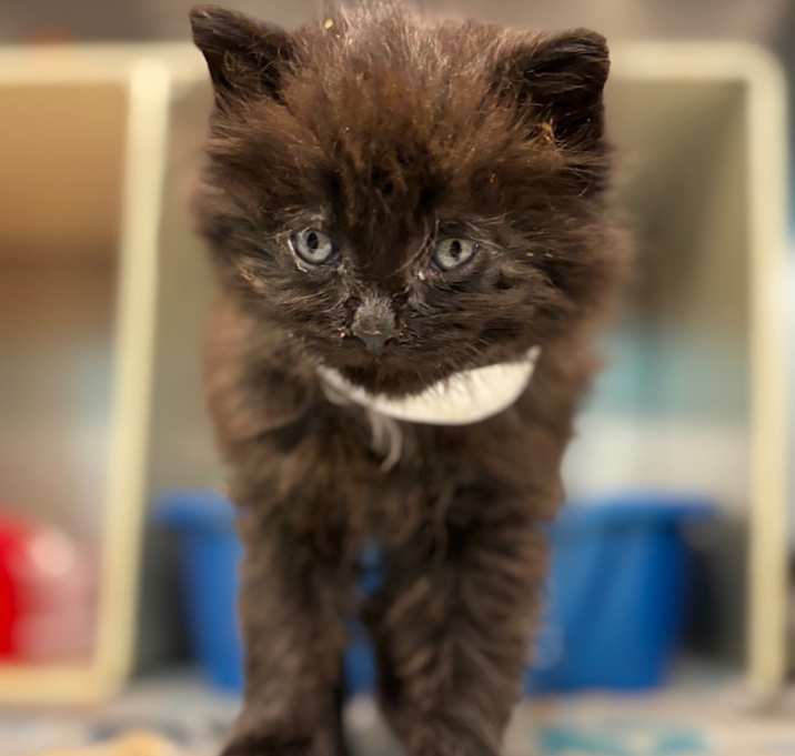 Photo of Barkis (In Foster)