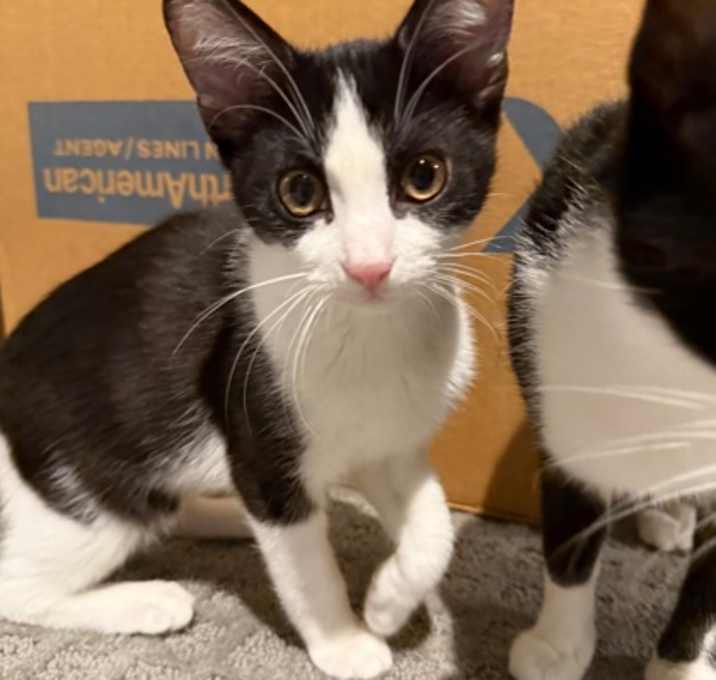 Photo of Yoda (pre-adopt)