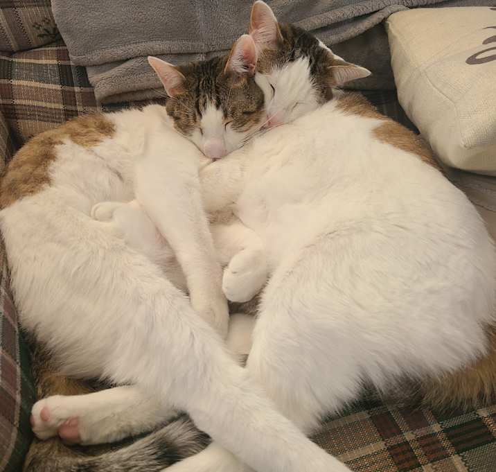 Photo of Connor & Murphy