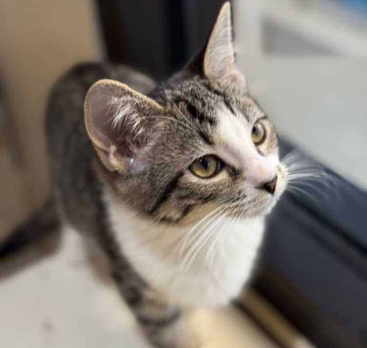 Photo of Miranda Lambert