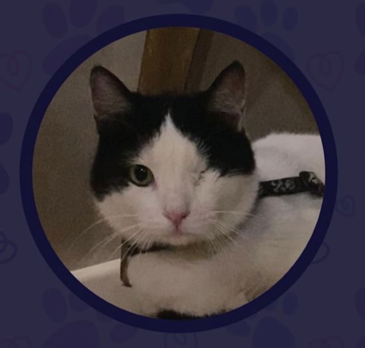 Photo of Levi Kuwait