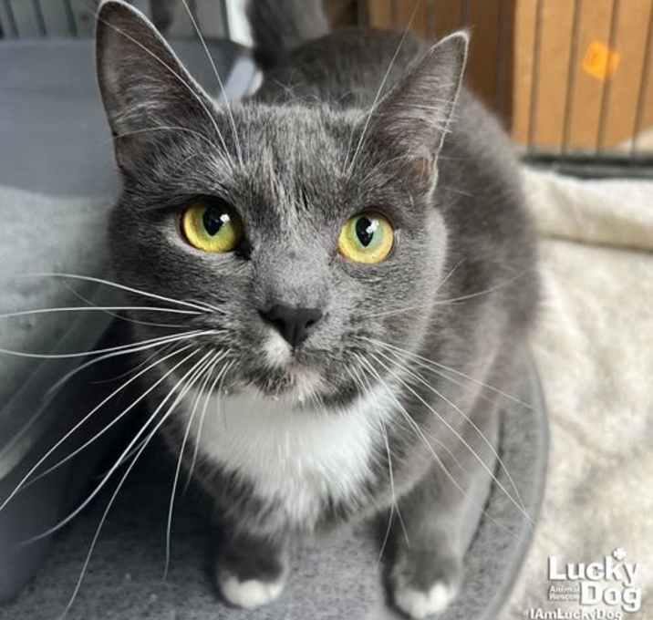 Photo of Pasta Fettuccine