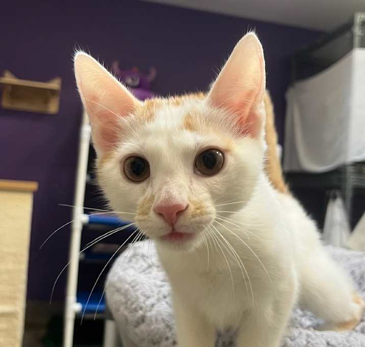 Photo of Pawscar Wilde