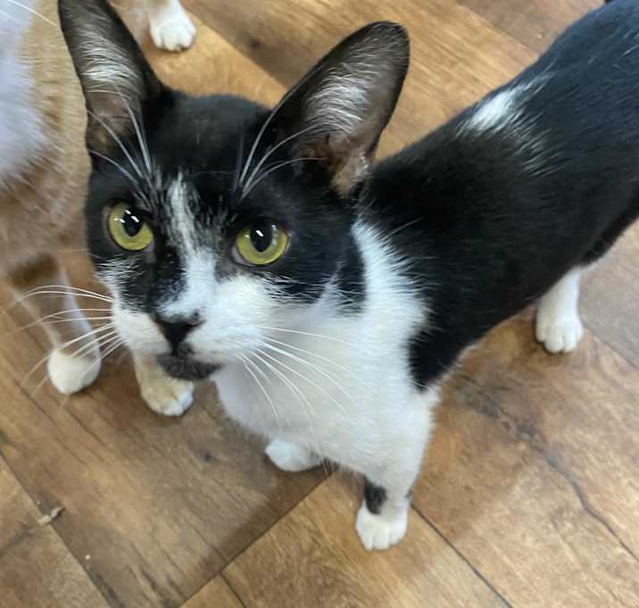 Photo of Marmalade Jenkins