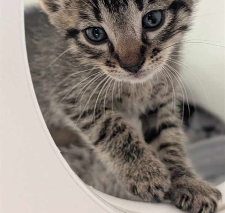 Photo of MISO - ADOPTION PENDING