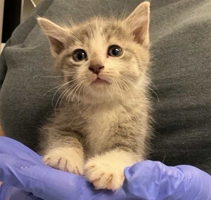 Photo of WINTON - ADOPTION PENDING