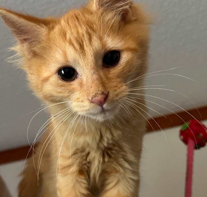 Photo of Colonel Mustard25