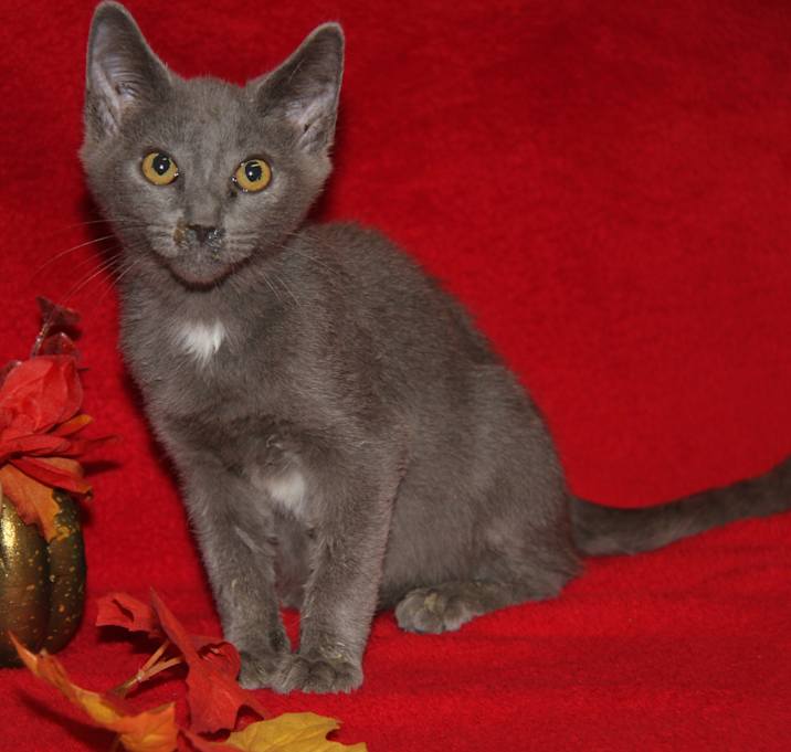 Photo of Travis (Neutered)