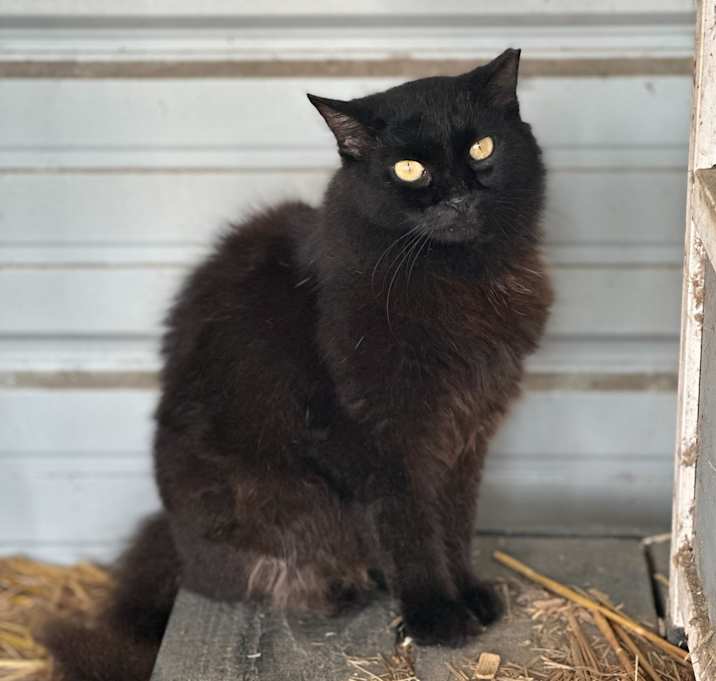 Photo of Bee [Barn Cat]
