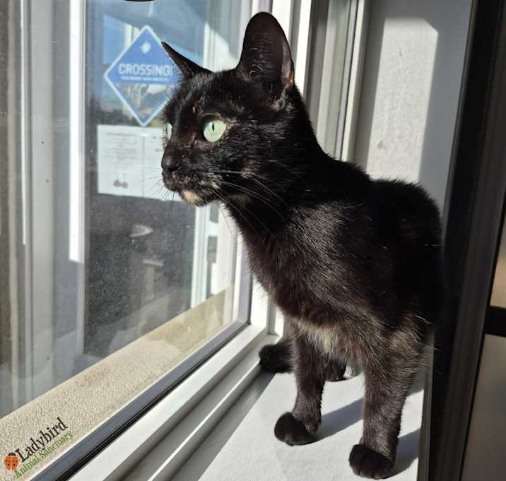 Photo of Crème Brûlée