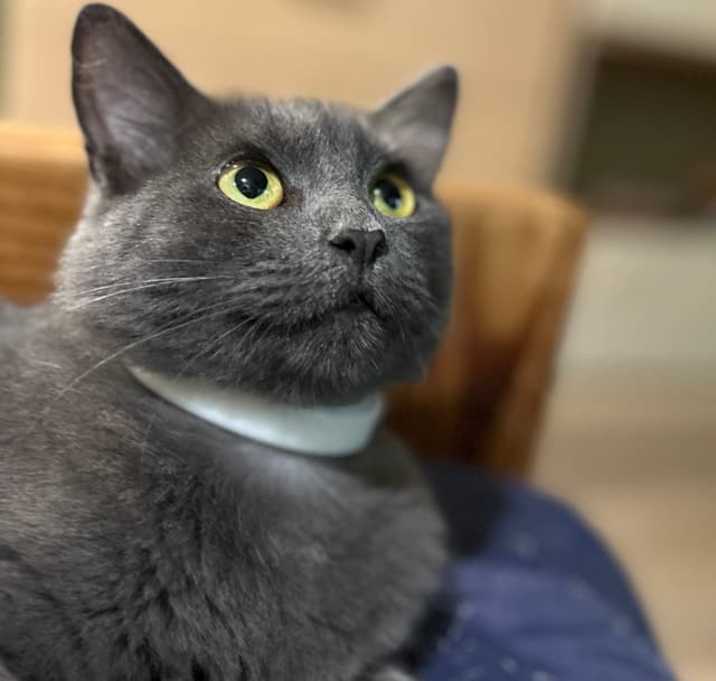 Photo of Delilah