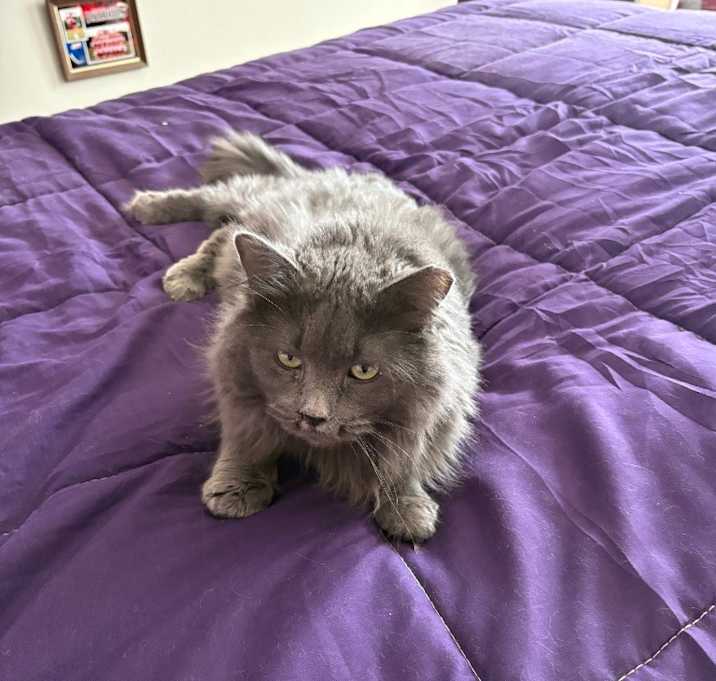 Photo of Nebula