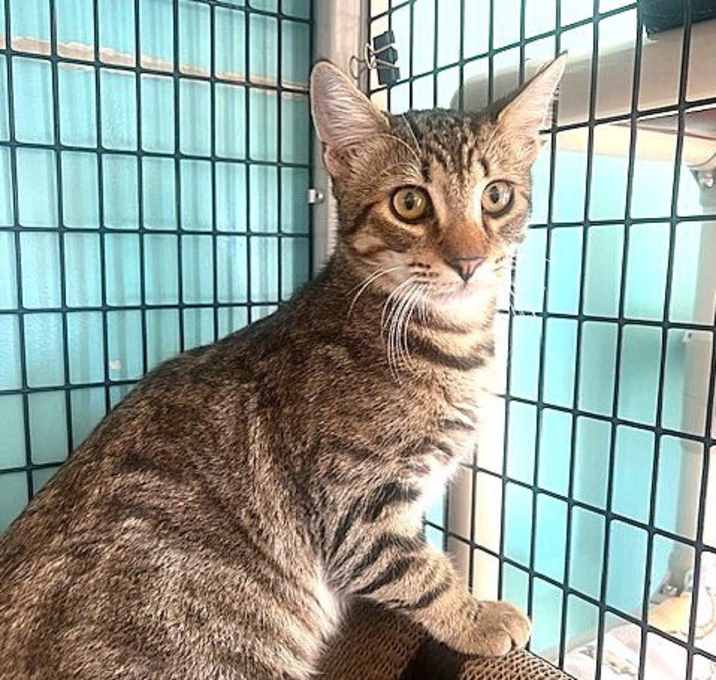 Photo of Freddie Mercury