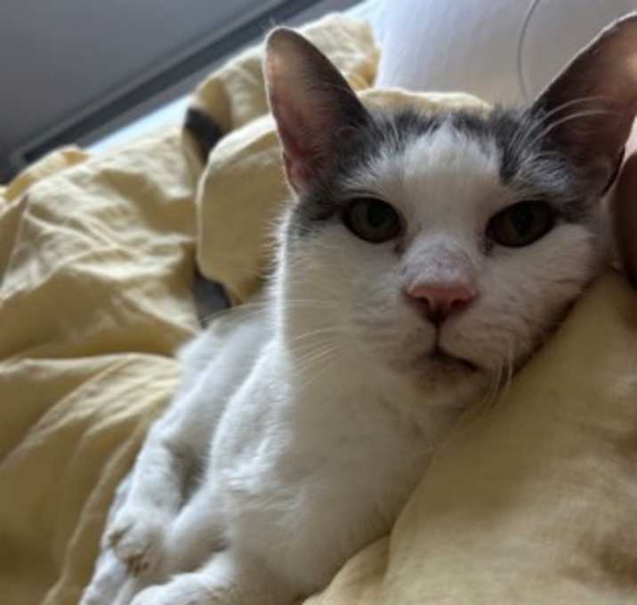 Photo of Key - Available in Foster