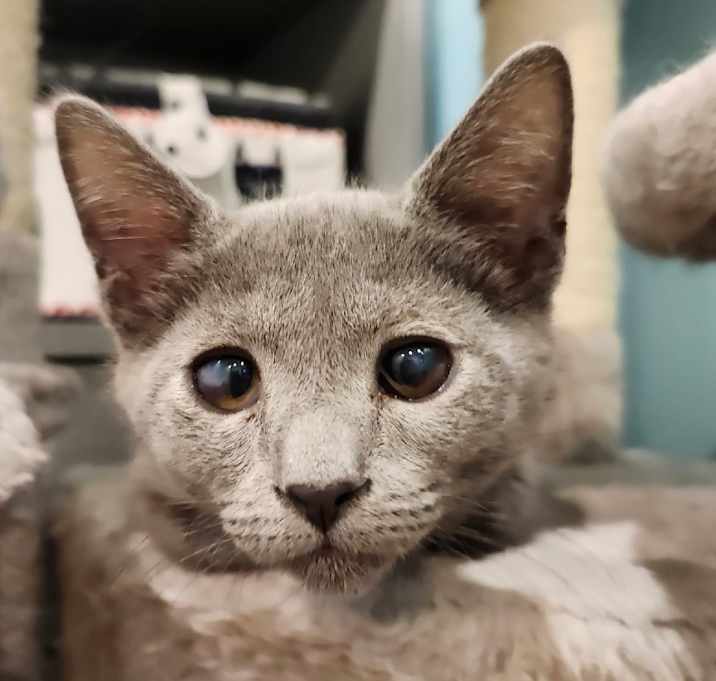 Photo of 0925-115 Stardust