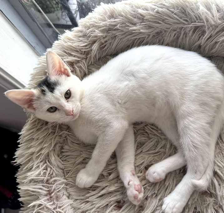 Photo of Purrincess Piper