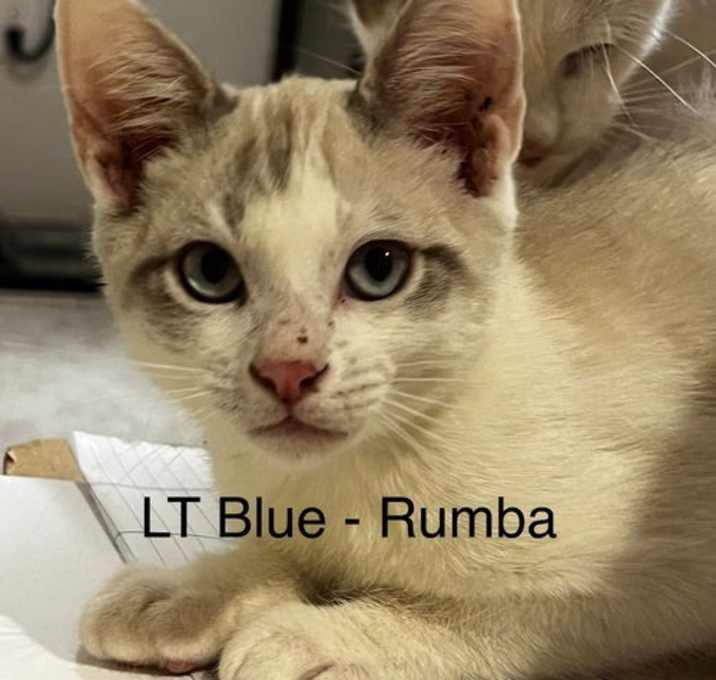 Photo of CM - Rumba