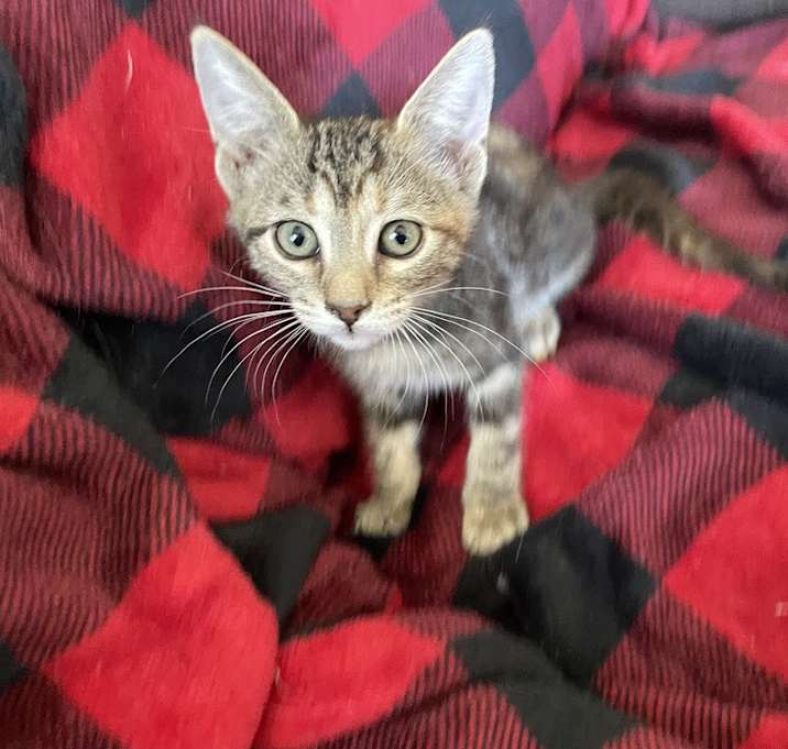 Photo of Annie Oakley