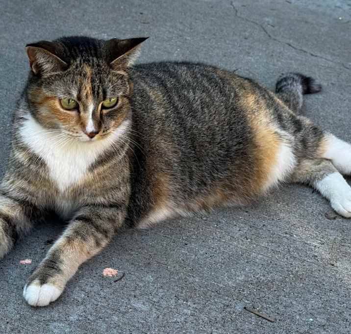 Photo of LOST Mimi is Lost in the neighborhood behind State Patrol on Hwy 52 Rochester, MN