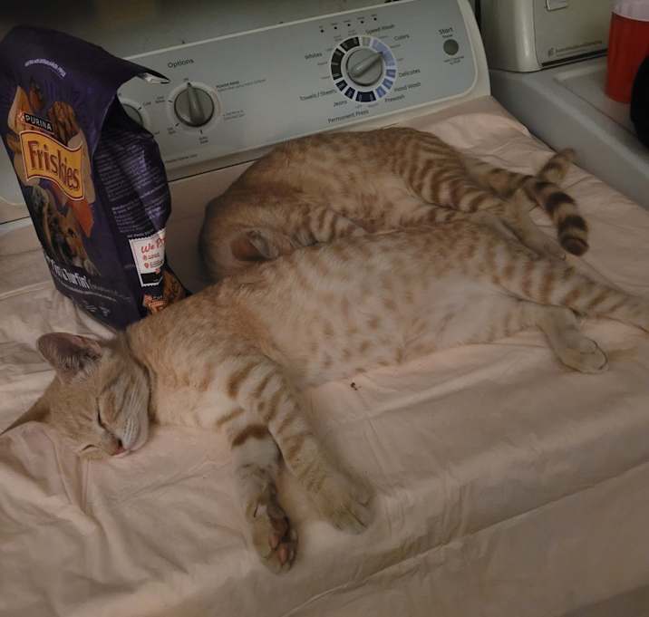 Photo of Dash and Ryder