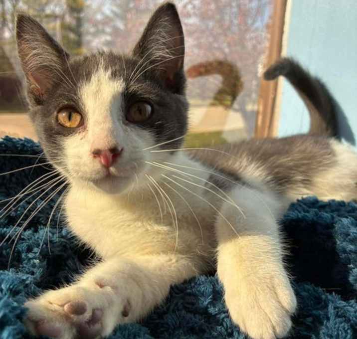 Photo of C293 Litter Strawberry