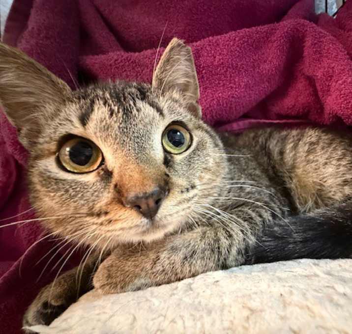 Photo of Miley Cyrus