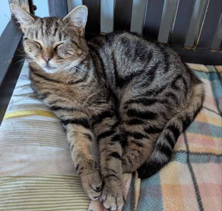 Photo of Shirley Swirley