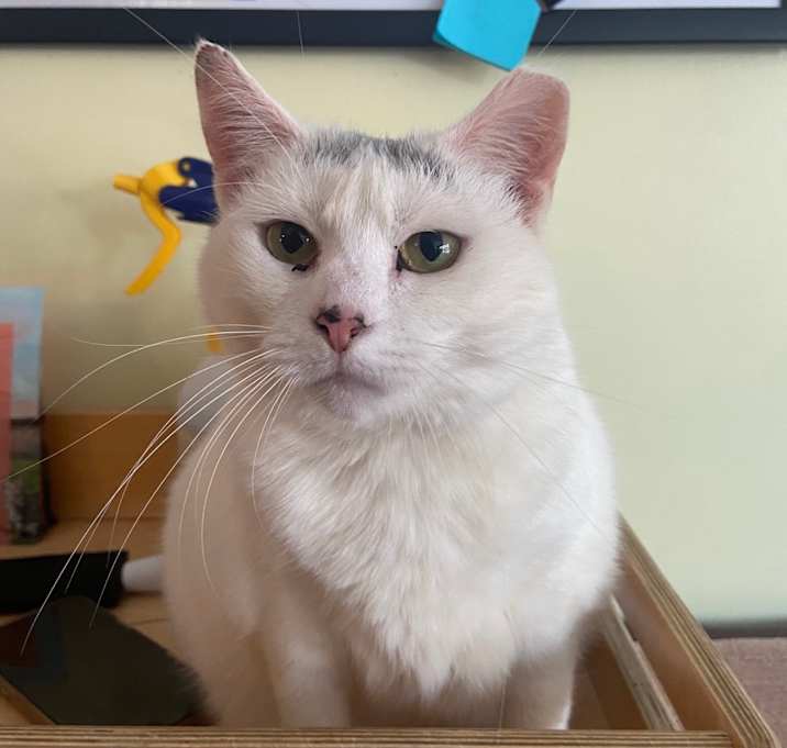 Photo of Snow White 2023