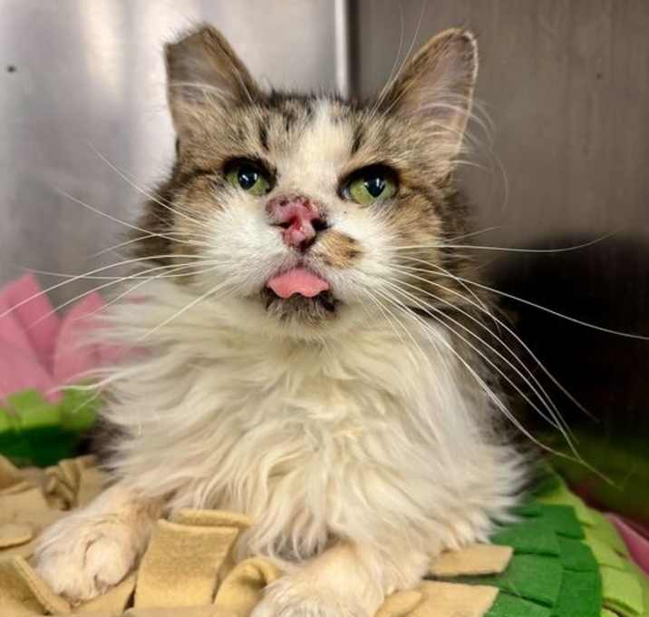 Photo of Knotty Neil