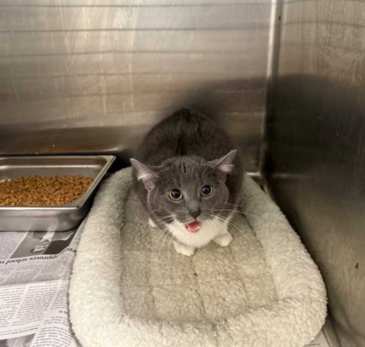 Photo of DORIAN GRAY