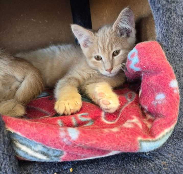 Photo of C300 Litter Biscuit ADOPTED