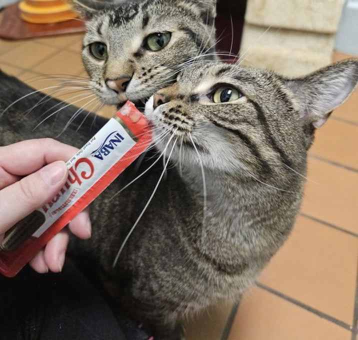 Photo of Tofu & Emily