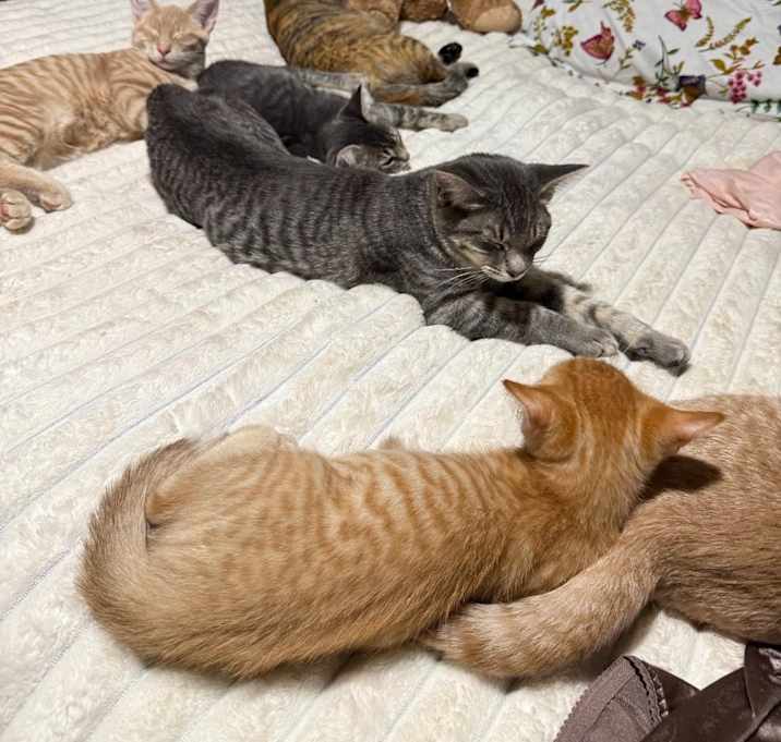 Photo of Cat&Kittens!- FOSTERS NEEDED