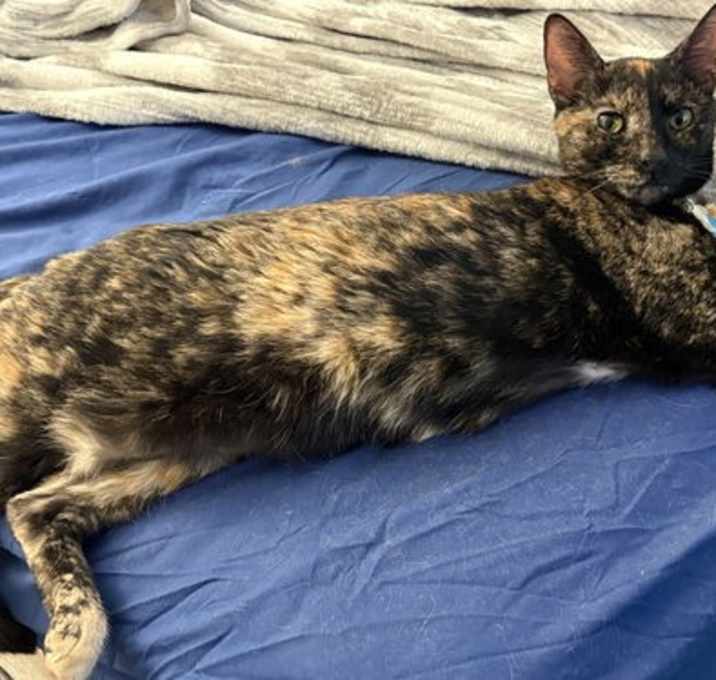 Photo of PRINCESS LEIA aka OLGA