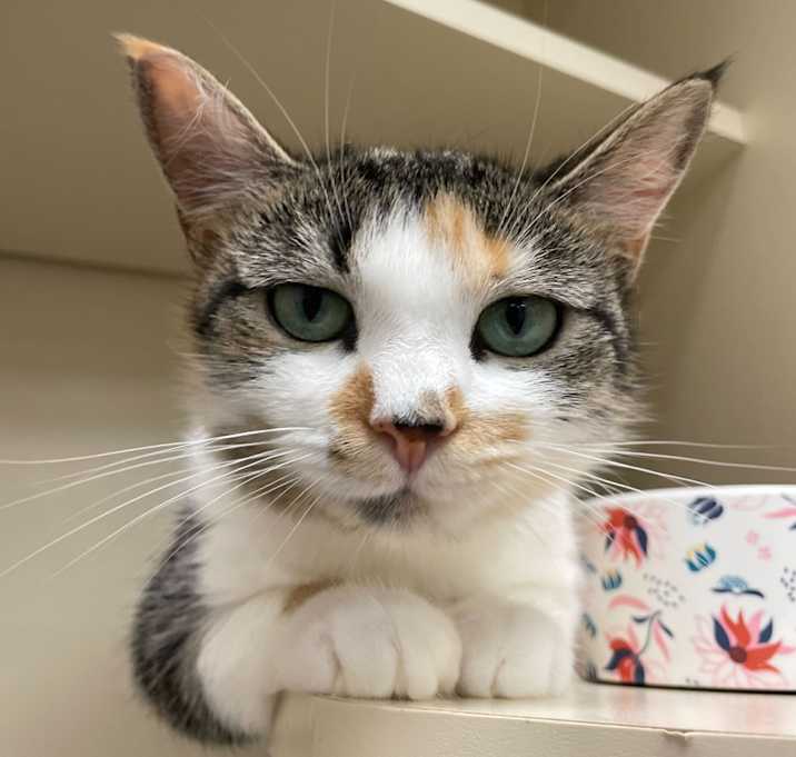 Photo of Jeannie Gold